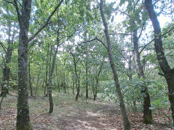 Galéria kép 3