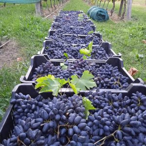 A szőlő fajtagyűjtemény egyik jellegzetes, piacra is kerülő, kedvelt fajtája, a fekete „Kecskecsöcsű”